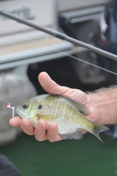 Bully for Bluegills