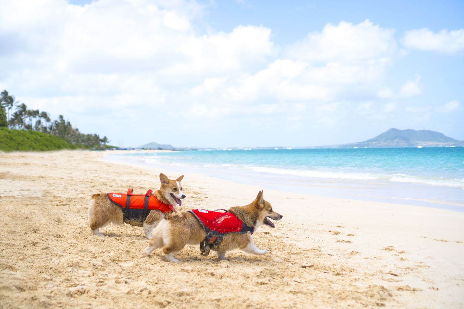 salus skippy dog life jacket